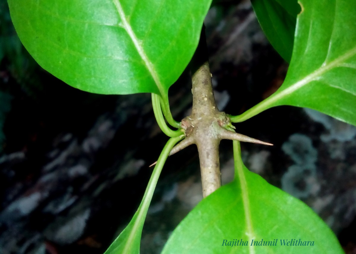 Canthium coromandelicum (Burm.f.) Alston